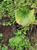 Image of Streptocarpus cooksonii B. L. Burtt