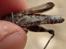 Image of Chimarocephala pacifica (Thomas & C. 1873)