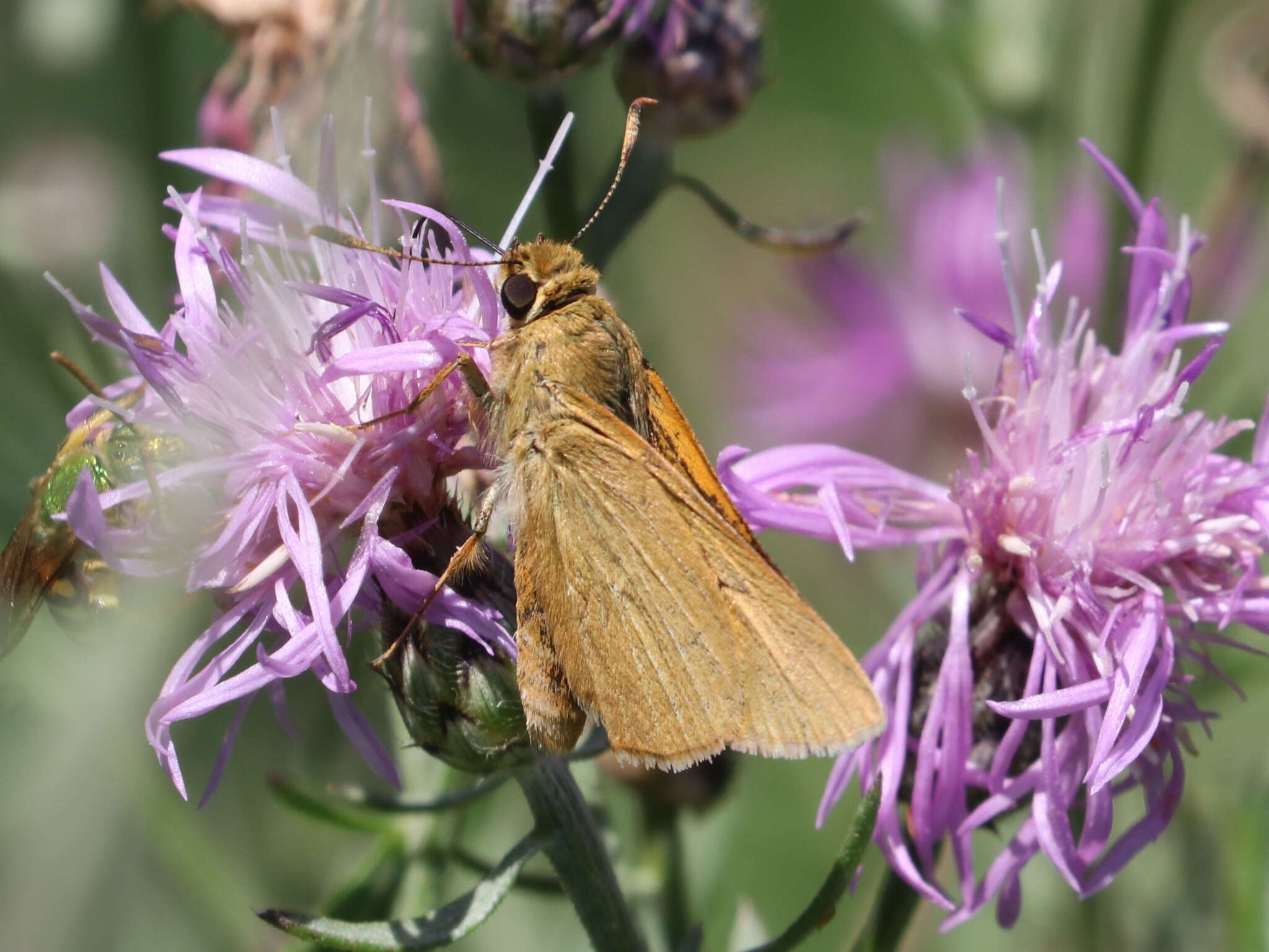 Image of Rare skipper