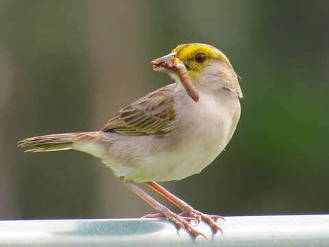 Image of Yellow-browed Sparrow