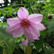 Image of Dahlia tenuicaulis P. D. Sorensen