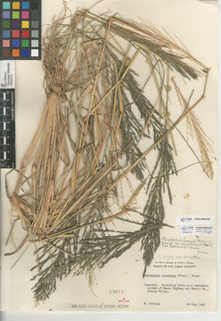 Image of <i>Diplachne fusca</i> var. <i>uninervia</i>