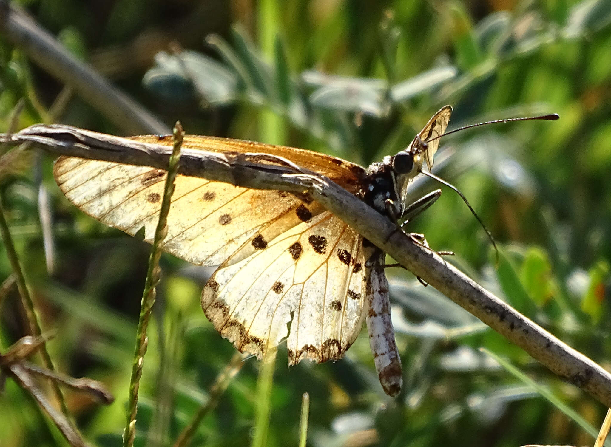 Acraea stenobea Wallengren 1860 resmi