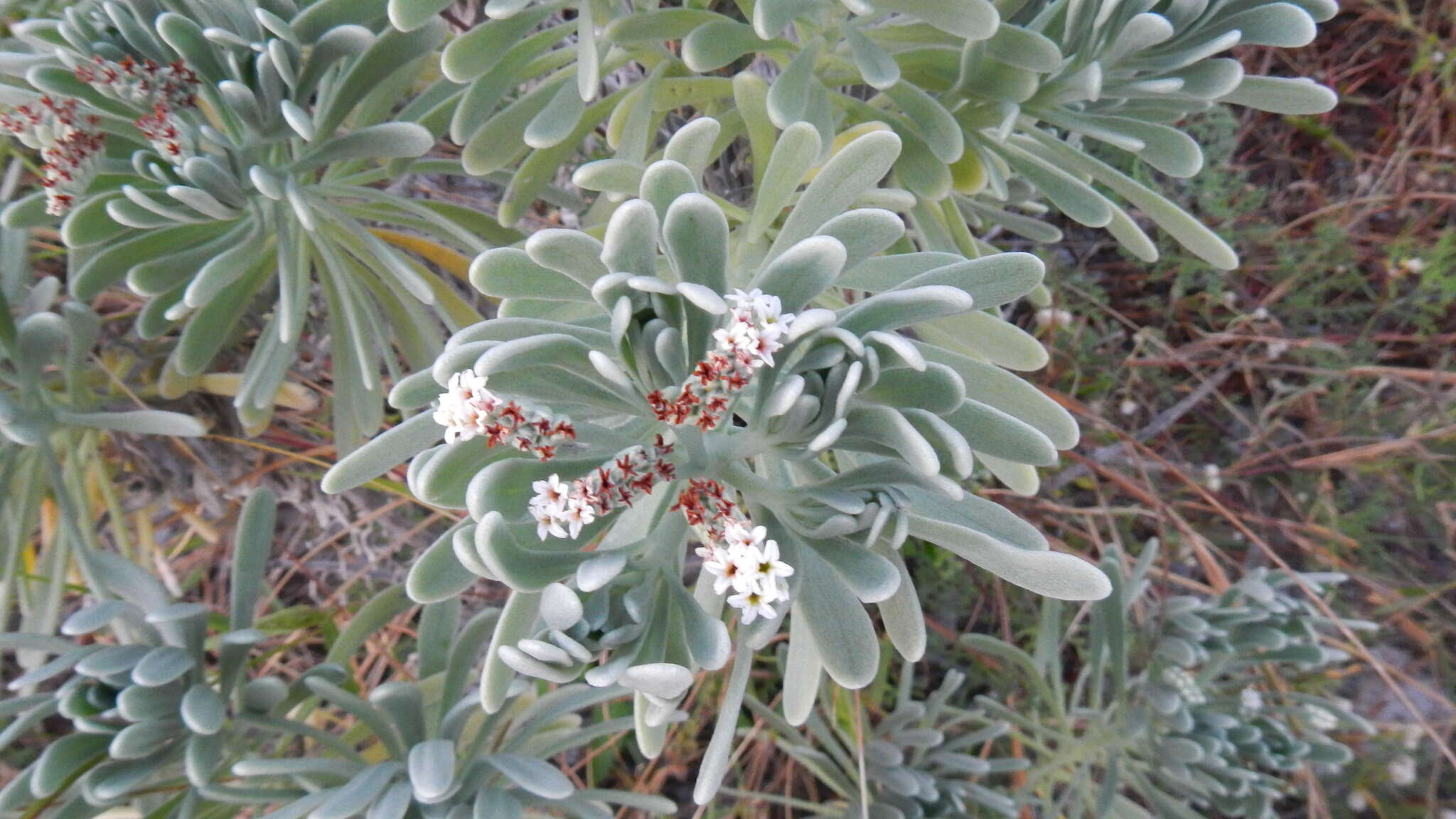 Imagem de Tournefortia gnaphalodes (L.) R. Br.