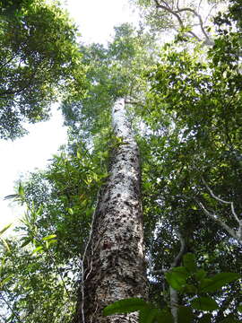 Image of Queensland Kauri Pine