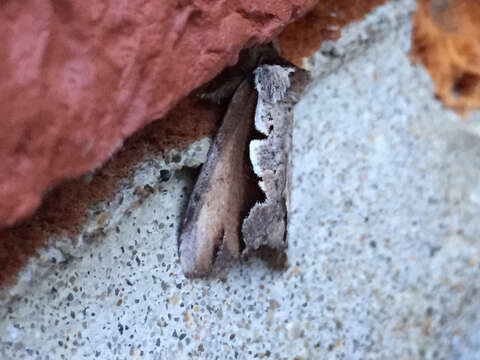 Image of Double-toothed Prominent