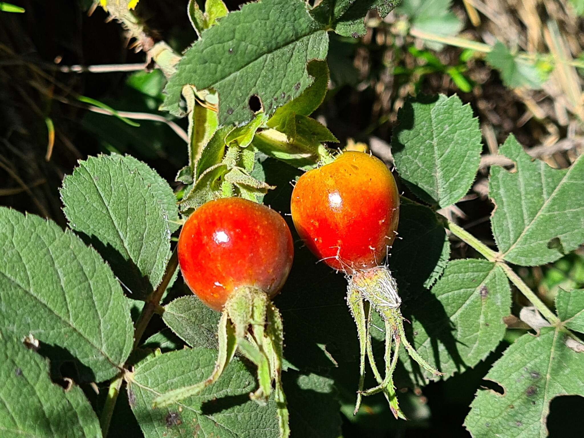 Image of Rosa buschiana Chrshan.