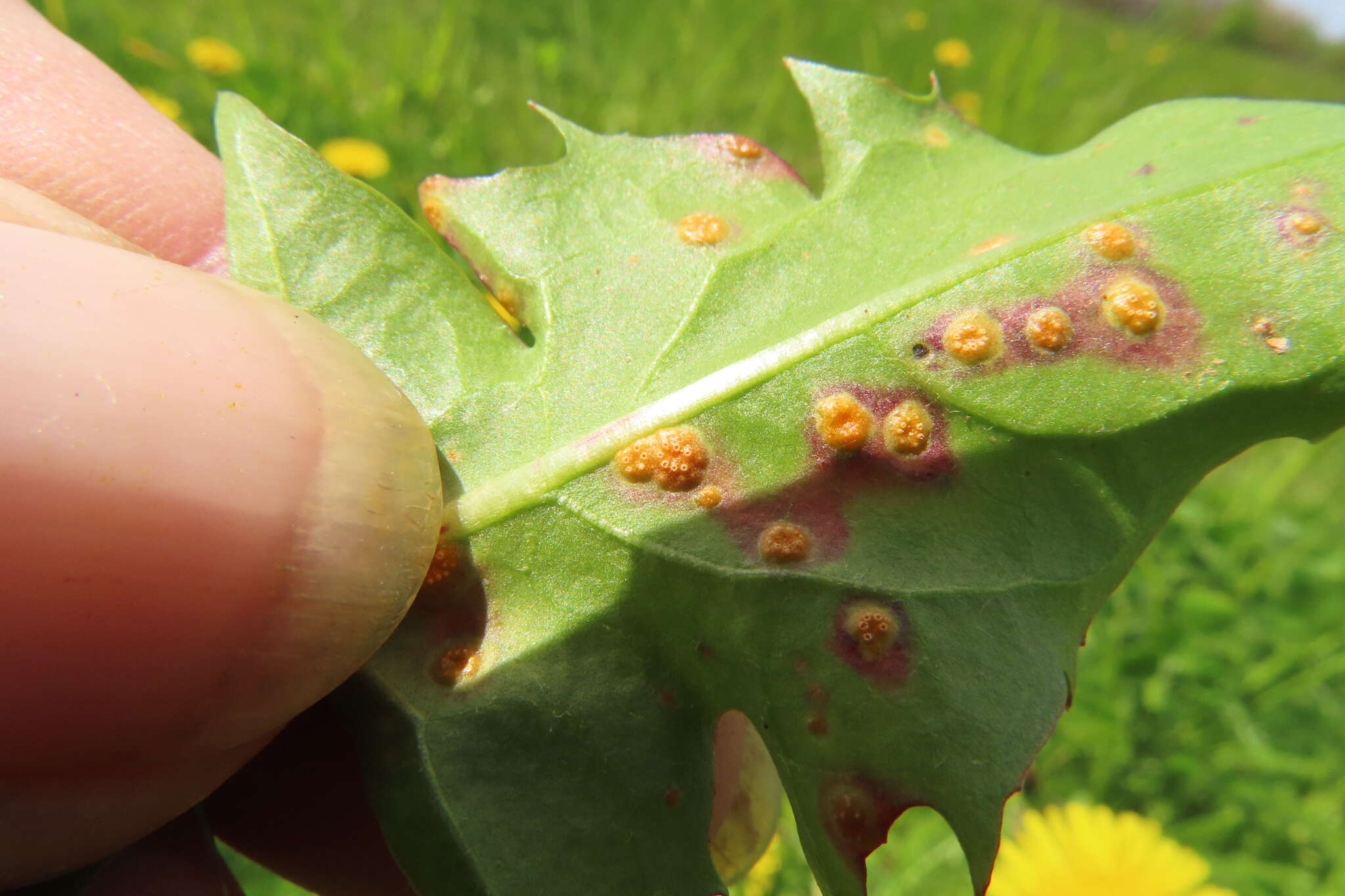 Image of Puccinia dioicae Magnus 1877