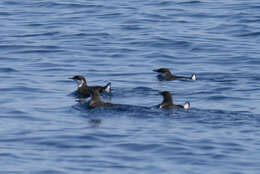 Image of Craveri's Murrelet