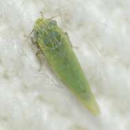 Image of Leafhopper