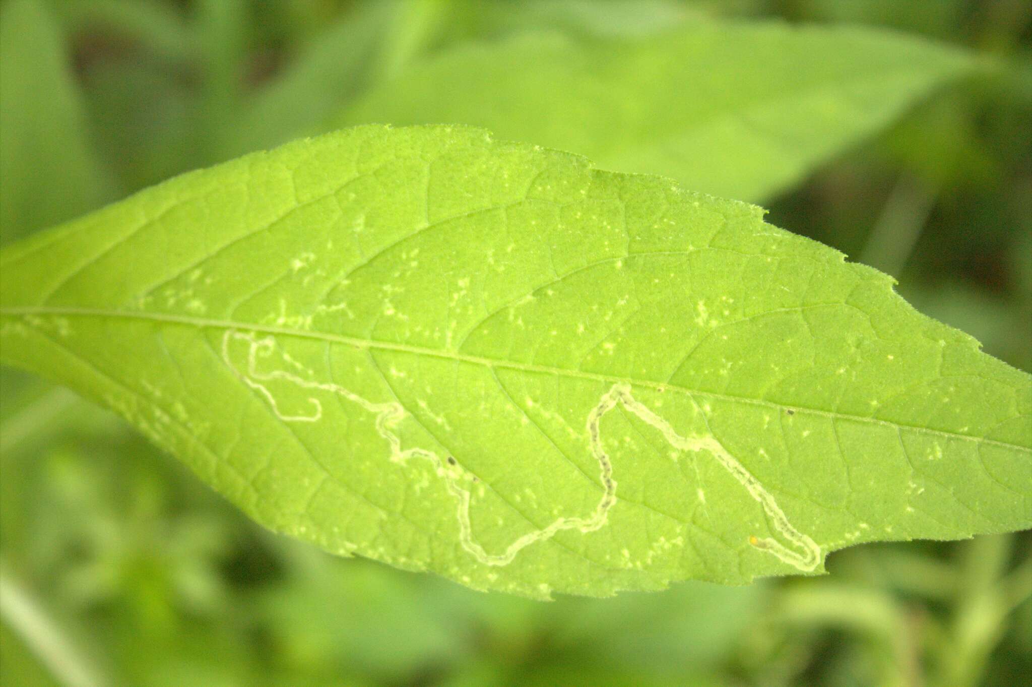 Image of Liriomyza arctii Spencer 1969