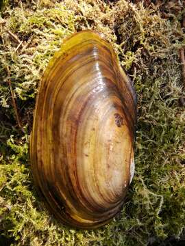 Anodonta cygnea (Linnaeus 1758) resmi