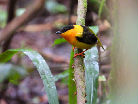 Image of Orange-collared Manakin