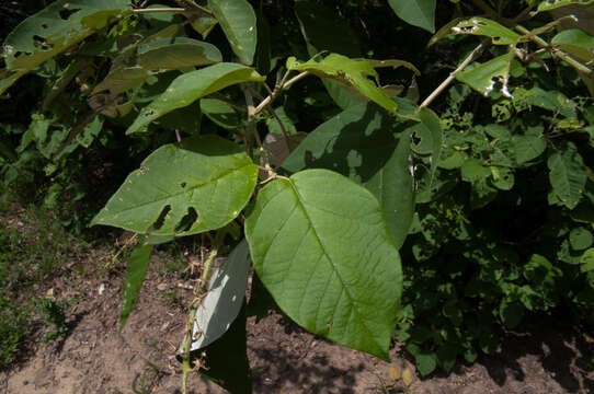 Image of Croton steenkampianus Gerstner