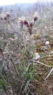 Image of Shrubby Plantain