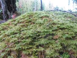 Image of hylocomium feather moss