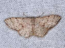 Image of Idaea halmaea Meyrick 1888