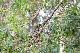 Image of Collared Treepie