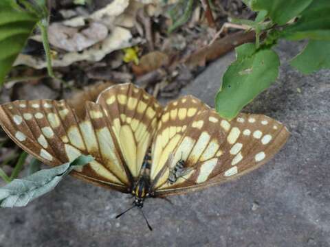 Image of Baronia brevicornis Salvin 1893