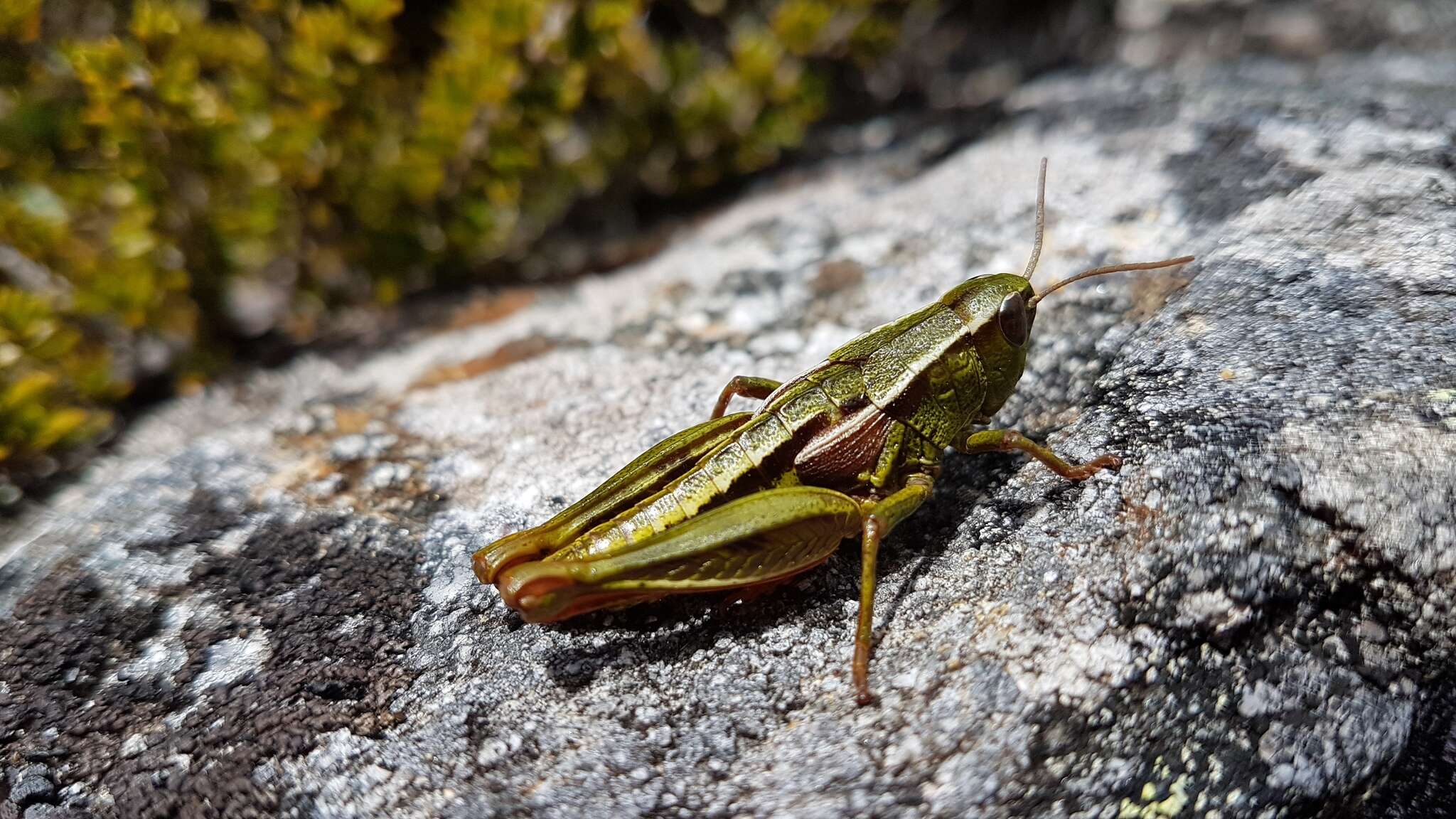 Слика од Alpinacris crassicauda Bigelow 1967