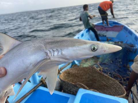 Image of Fish-shark