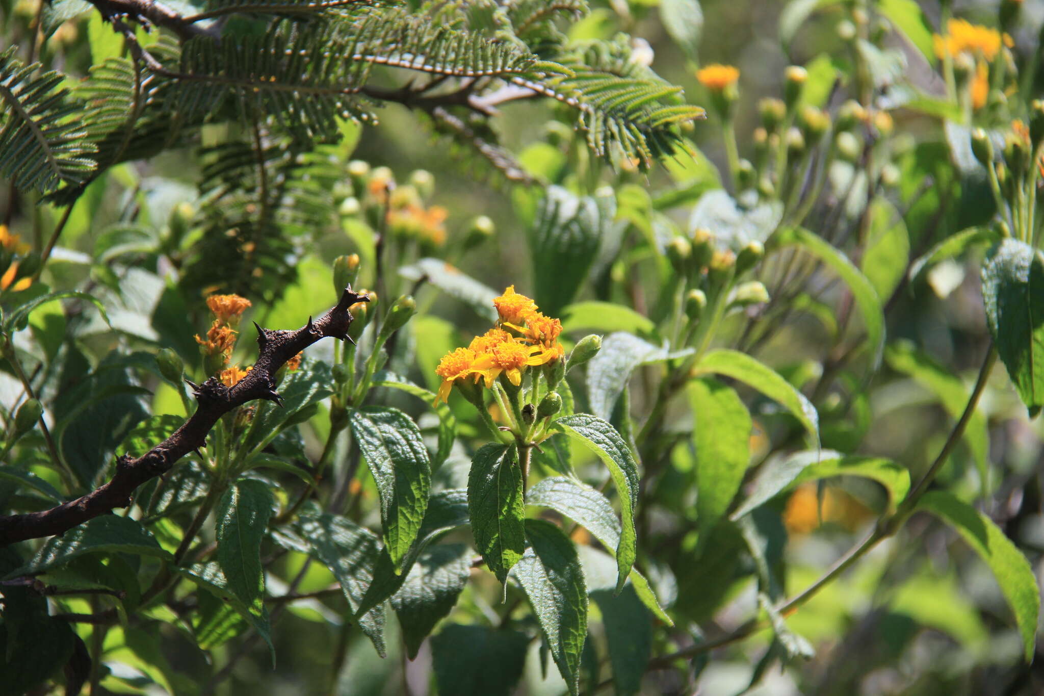 Image of Lasianthaea fruticosa var. michoacana (Blake) K. M. Becker