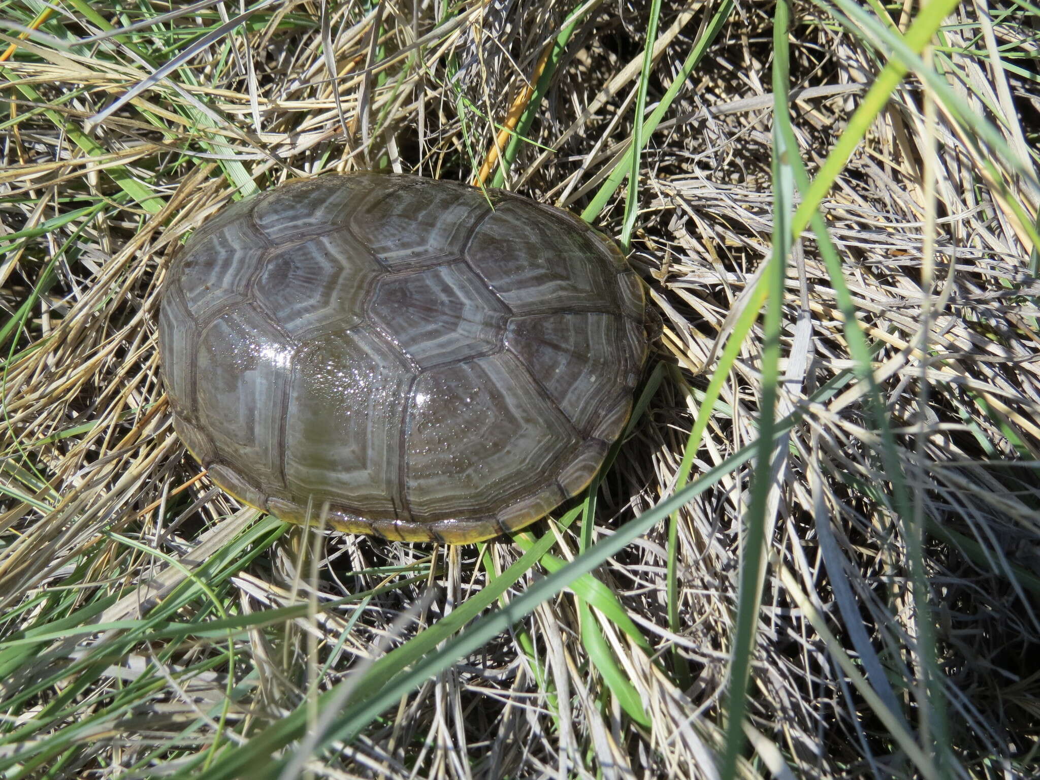 Imagem de Kinosternon flavescens (Agassiz 1857)