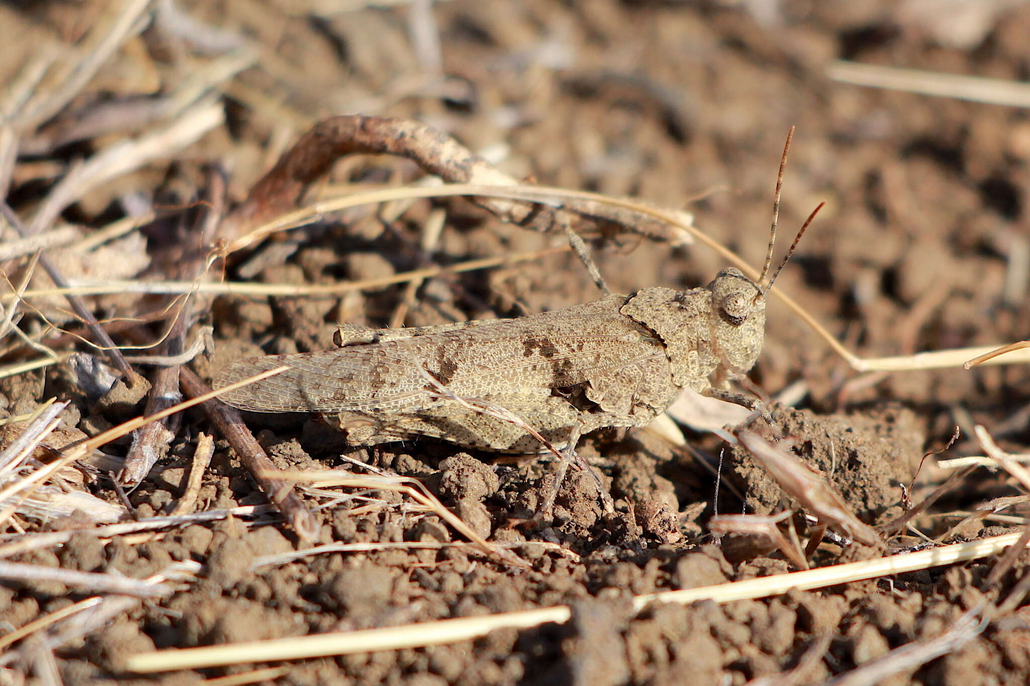 Image of Trimerotropis occidentiloides Rentz, D. C. F. & Weissman 1981