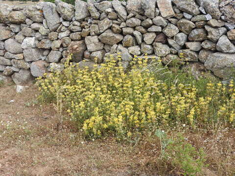 Image of Phlomis lychnitis L.