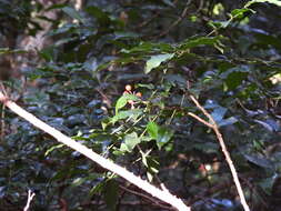 Imagem de Zanthoxylum brachyacanthum F. Müll.