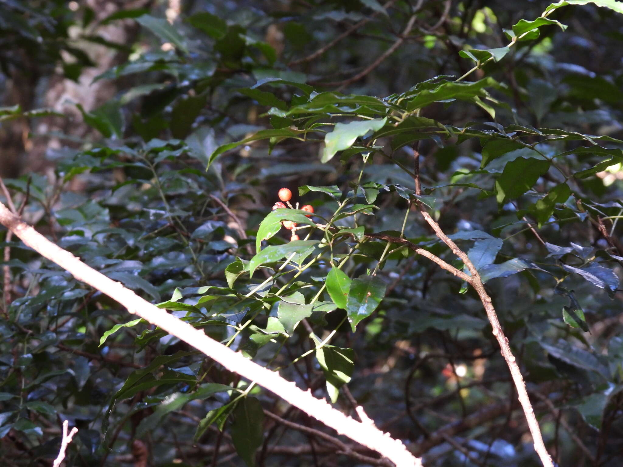 Image of Zanthoxylum brachyacanthum F. Müll.