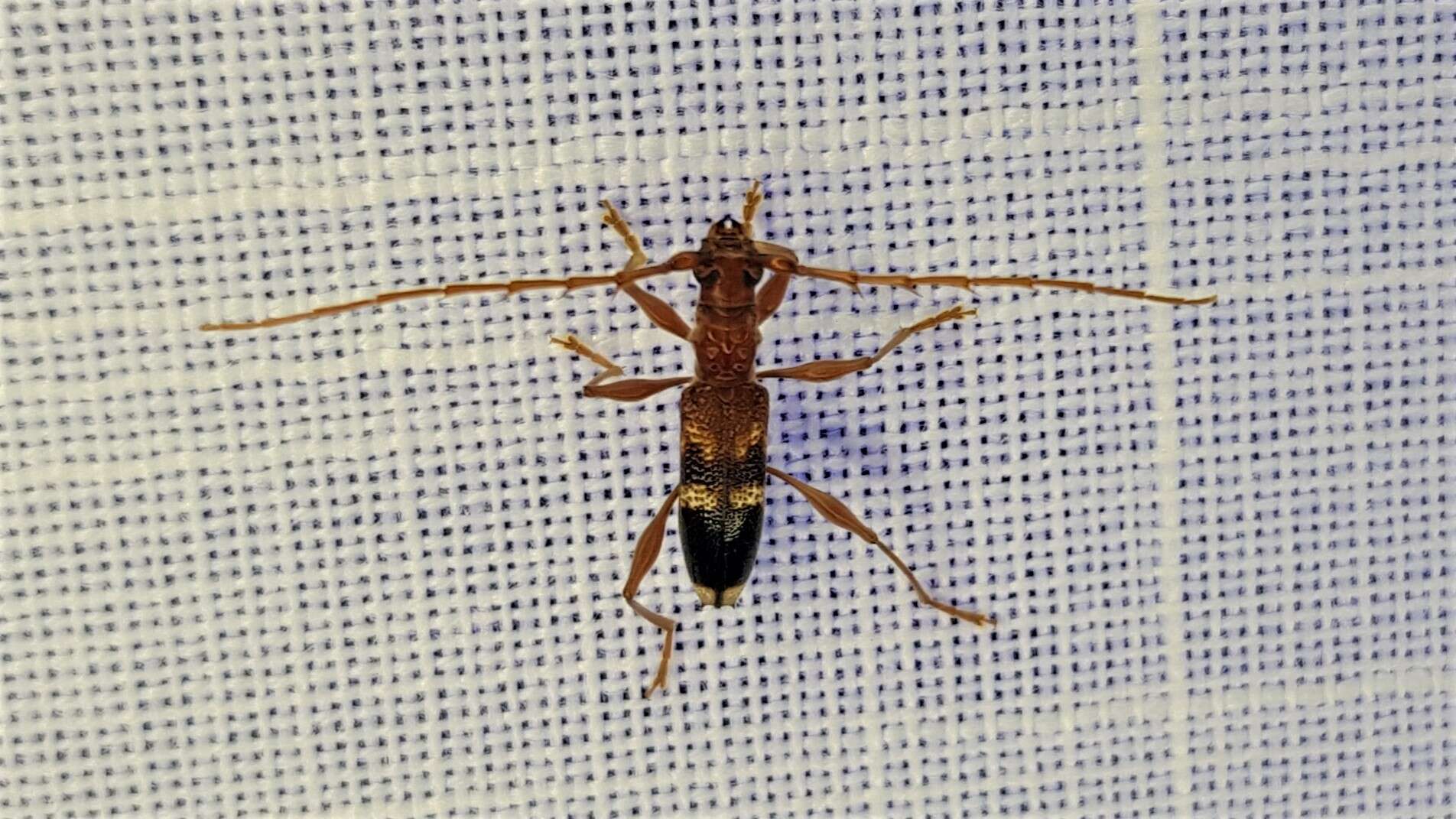 Image of Coptocercus tricolor Wang 1995