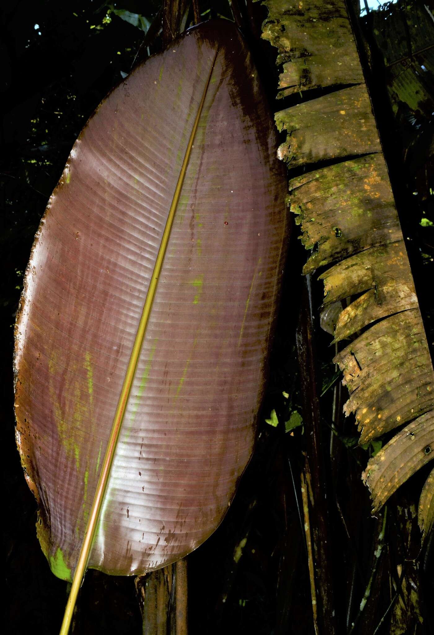 Image of Heliconia vellerigera Poepp.