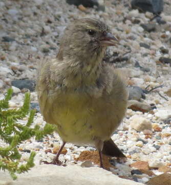 Image of Cape Siskin