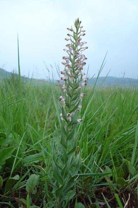 Image de Brachycorythis pubescens Harv.