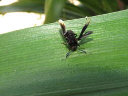 Image of Myrmecopsis strigosa (Druce 1884)