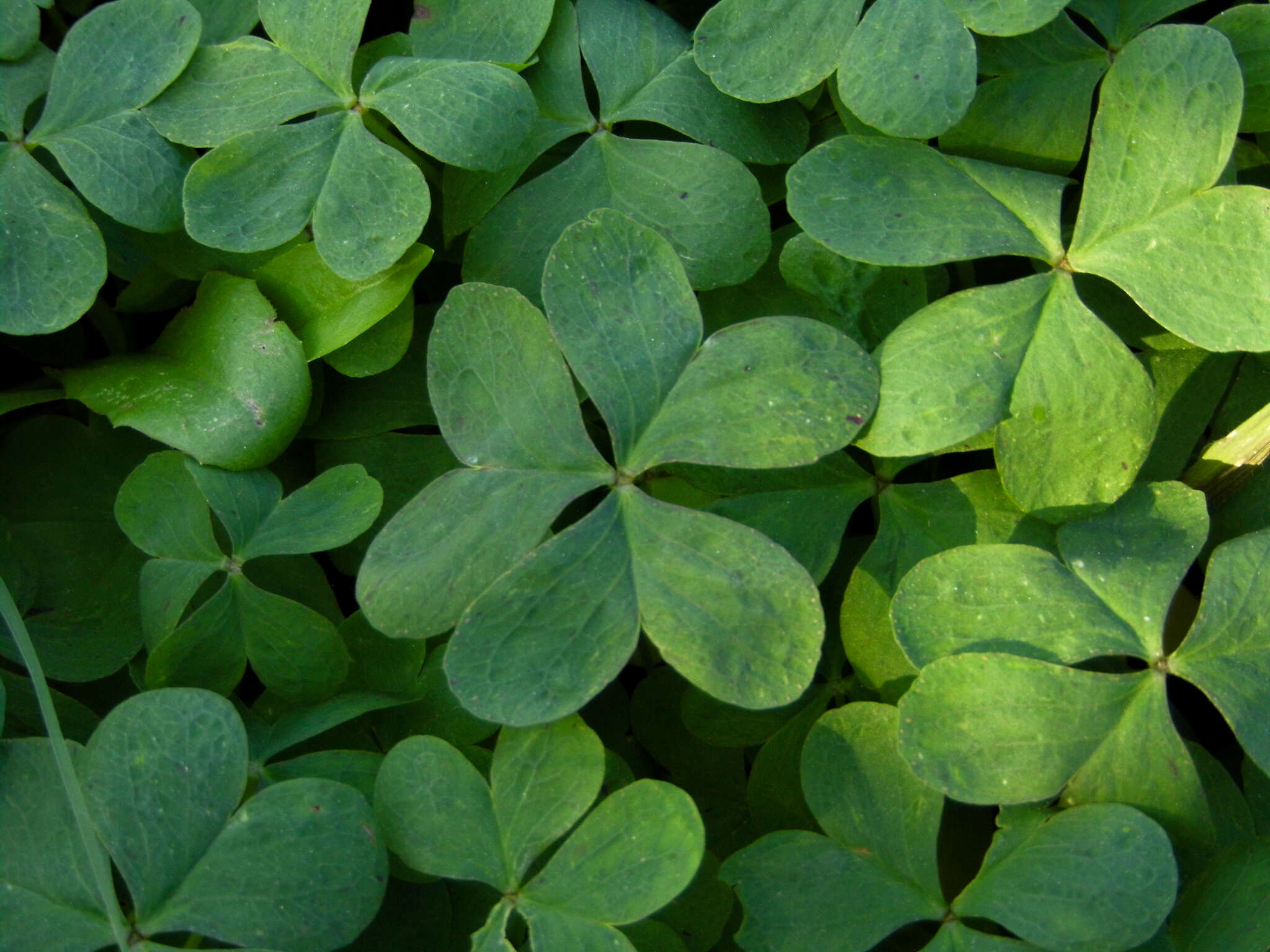 Image of Oxalis bipartita A. St.-Hil.