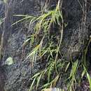 Image of Kauai Blood Grass