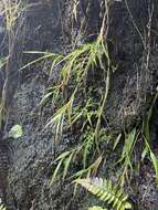 Image of Kauai Blood Grass