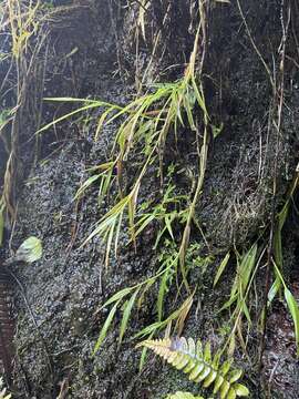 Image of Kauai Blood Grass