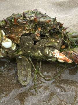 Image of Atlantic spider crab