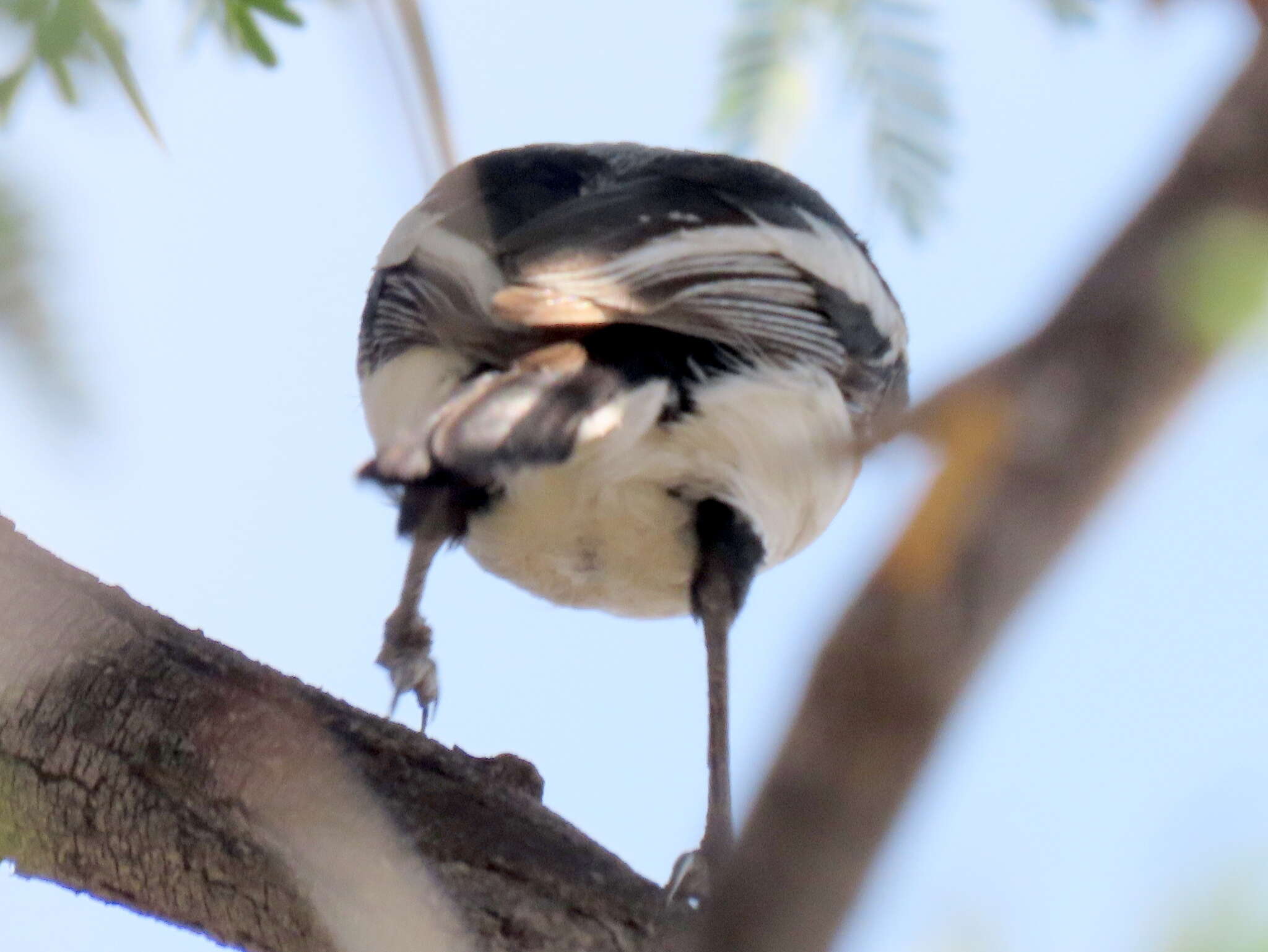 Image of Batis pririt affinis (Wahlberg 1855)