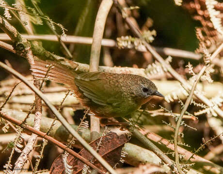 Image of Assam Wren-babbler