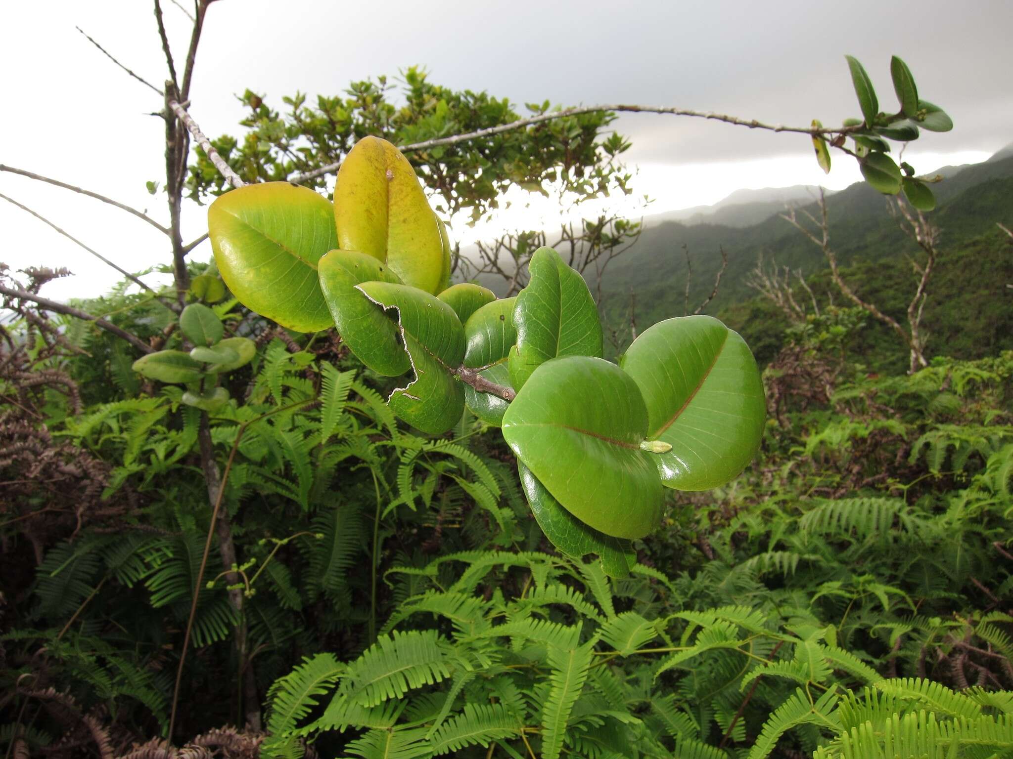 Image of Round-Leaf Melicope