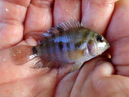 Image of Amatitlán Cichlids