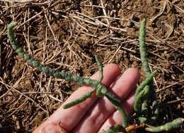 Image of Salicornia borysthenica N. N. Tzvelev