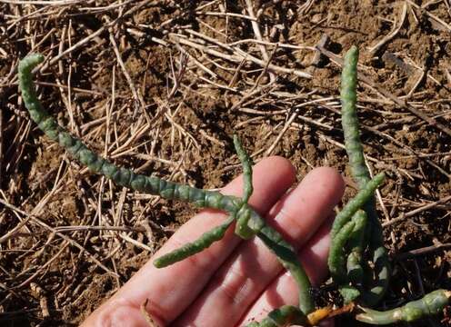 Sivun Salicornia borysthenica N. N. Tzvelev kuva