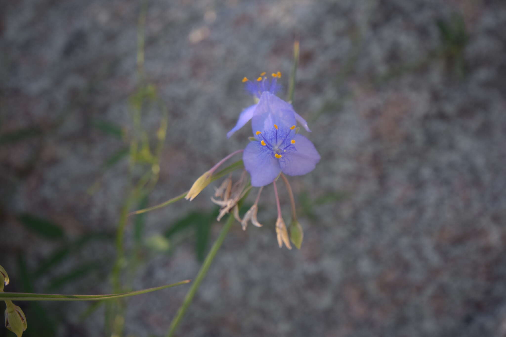 Image de Tradescantia occidentalis var. scopulorum (Rose) E. S. Anderson & Woodson