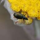 صورة Lebia (Promecochila) capensis Chaudoir 1835