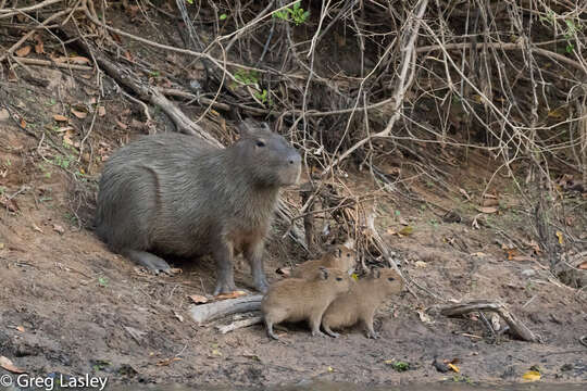 Image of Capybaras